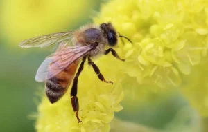 A honey bee.