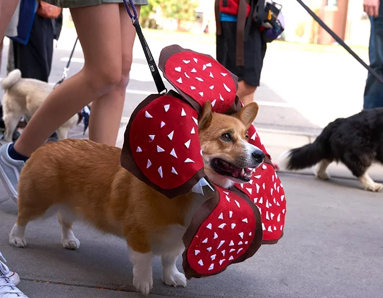 Have a great time in Fort Collins at the annual Tour de Corgi event, a must-see show of pure delight. Photo by Mike Barry, courtesy of Tour De Corgi.