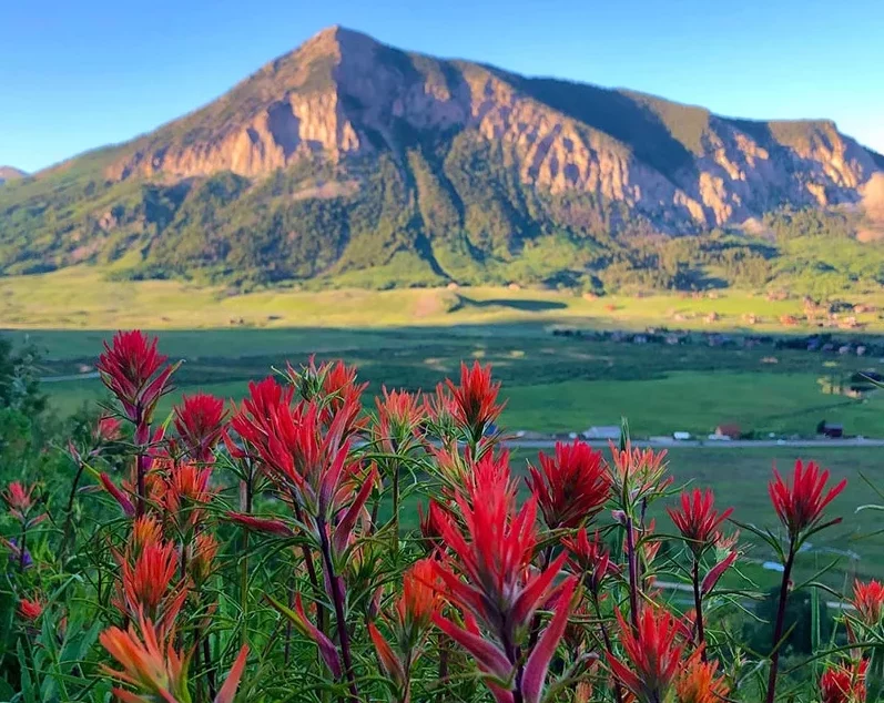 Foto de Sue Little, cortesía del Festival de flores silvestres de Crested Butte.