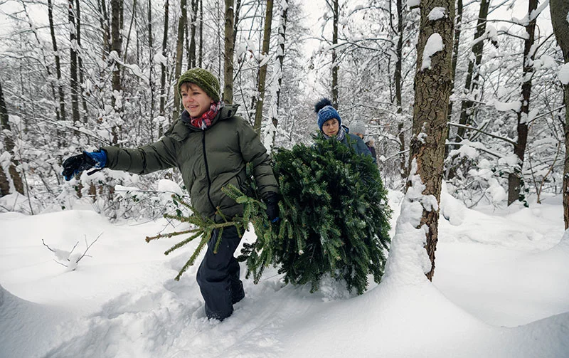 Start a new holiday tradition and cut your own Christmas tree this holiday season. Photo: Getty images.