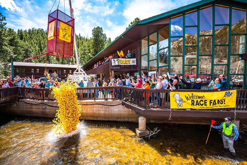 Thousands of rubber duckies are dropped into Fall River and will “race” through town. Each duck has been “adopted,” and their owner has a chance to win cash prizes. Photo courtesy of the Rotary Club of Estes Park.