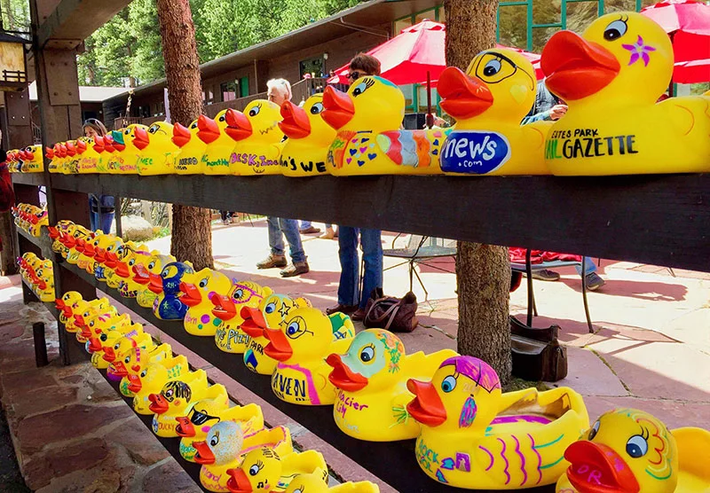 During one of Estes Park’s most beloved community events, Participants adopt a rubber duck for a chance to win prizes as the ducks splash their way downstream through the heart of town. Since its inception in 1989, this Rotary Club event has raised over $3.7 million for local charities. Photo courtesy of the Rotary Club of Estes Park.