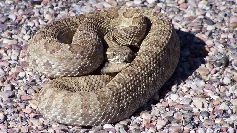 A faded midget, also called the western rattlesnake, basks in a sunny spot at Dinosaur National Monument in Colorado. Photo courtesy of Colorado Parks and Wildlife.