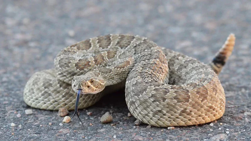 A prairie rattlesnake, the most commonly seen rattlesnake in Colorado. Photo by Wayne D Lewis, Colorado Parks and Wildlife.