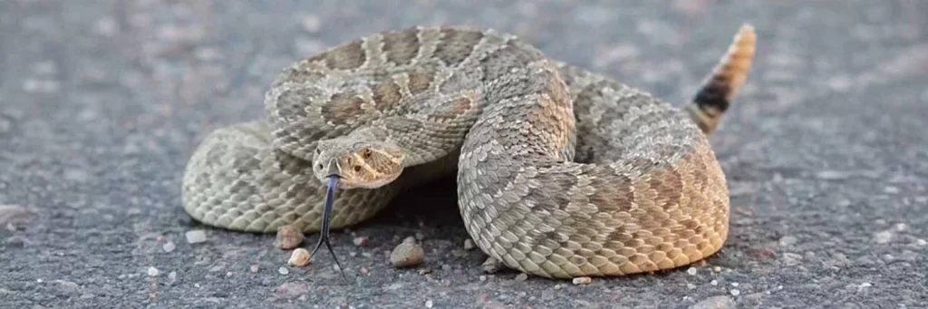 UCHealth Today - Summer is peak season for rattlesnakes.