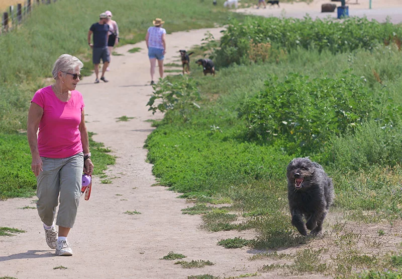Audrey loves walking with her dog at Cherry Creek State Park. A second back fusion surgery and physical therapy helped Audrey regain her mobility and get her life back. Photo by Cyrus McCrimmon, for UCHealth.