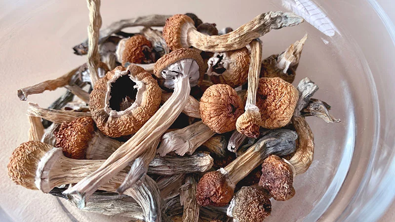 With support from medical experts, participants of a new clinical trial explore a possible new path to relief from cancer-related depression: psylocibin, which is pictured here and also called magic mushrooms. Photo: Getty Images.