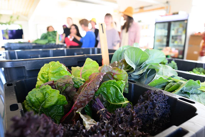 Food to Power, a nonprofit in Colorado Springs that hosts pop-up, no-cost grocery events, has a small farm and a food rescue location. Photo by Mark Reis, for UCHealth.