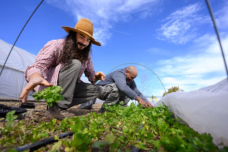 Shane Nelson is the farm director at Food to Power. The quarter-acre farm at the nonprofit's headquarters in southeast Colorado Springs produced more than 10,000 pounds of food last year. Nelson and his team grew 25 types of vegetables - tomatoes, peppers, squash, spinach and more, plus a variety of herbs. He will continue to harvest through the fall and provide fresh food for the No Cost Grocery program. Photo by Mark Reis, for UCHealth.