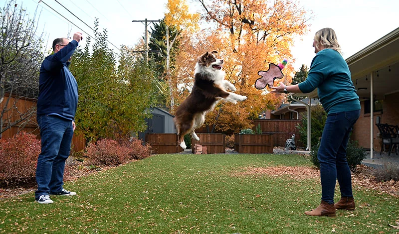 Duncan leaps for the toy as Carey and Paul play keep away with him in their Denver back yard. Photo by Sonya Doctorian, UCHealth.