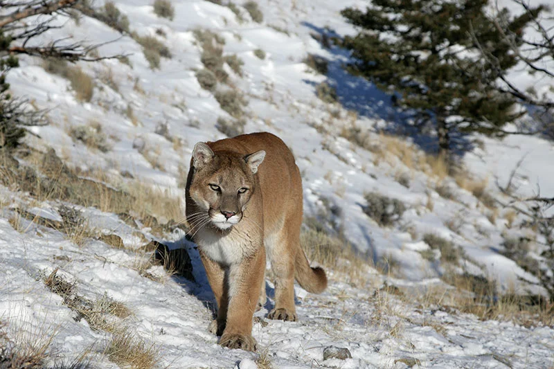 Mountain lion in the Rocky Mountains. Photo: Getty Images.