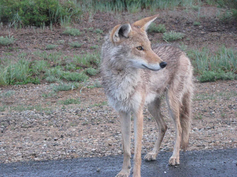 A coyote in Rocky Mountain National Park. Photo courtesy of National Parks Service.