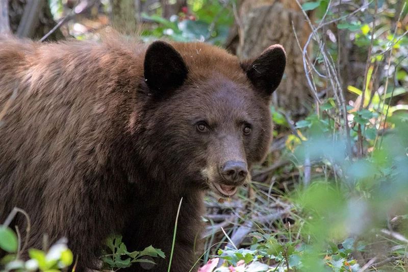 A cinnommon American black bear near the Black Canyon of the Gunnison in Colorado. Photo by J. Stringfield, National Parks Service.