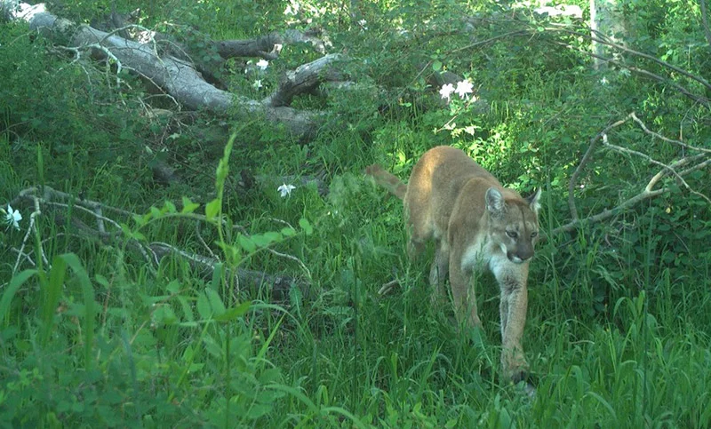 A mountain lion in the Black Canyon of the Gunnison in Colorado. Photo courtesy of National Parks Service.