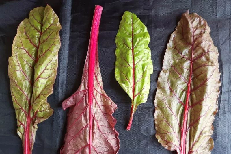 Red chard leaves are perfect for Swiss chard recipes. Photo by Bill St. John, for UCHealth.