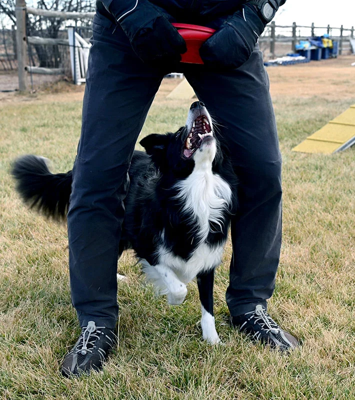 When Alan says, "feet," Olay positions herself between his knees and awaits for Kong reward. Photo by Sonya Doctorian, UCHealth.