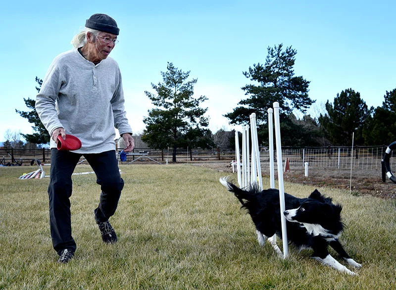 Olay finishes the 12-pole weave in two seconds with her eyes on Alan and her reward, a Kong frisbee. Photo by Sonya Doctorian, UCHealth.