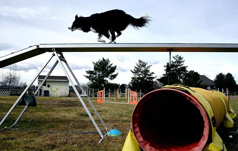 Olay bolts across the dog walk, made of three 12-foot planks. Alan Tay has trained chihuahuas and cocker spaniels for dog agility competitions. He chose Olay, a border collie, because the breed is known for intelligence and speed. Photo by Sonya Doctorian, UCHealth.
