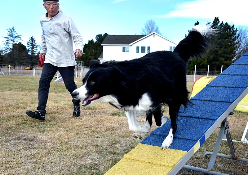 Alan Tay makes sure Olay hits the yellow contact zone with at least one paw on the dog walk plank. If she misses, it's counted as a fault against the team on the 22-obstacle course. Photo by Sonya Doctorian, UCHealth.