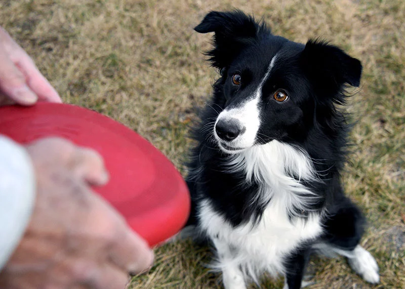 Alan Tay has trained Olay, 7, on his home agility course since she was a puppy. Of all the dogs he's trained over 30 years, he said, "She's the smartest. But to be fair, I changed my traning methods. She taught me to be very patient." Photo by Sonya Doctorian, UCHealth.