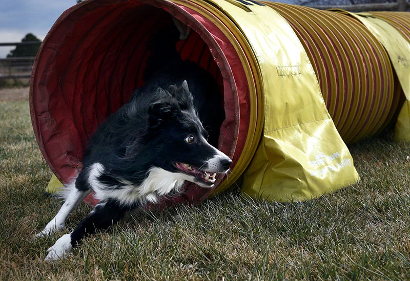 Olay races through the tunnel on Alan Tay's home training course in his Windsor backyard. Photo by Sonya Doctorian, UCHealth.
