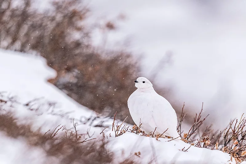 The white-tailed ptarmigan, a master of disguise in both its winter-white plumage and its mottled brown and gray feathers in summer, lives above tree line year-round in Colorado. Depth of field controls what stays sharp in an image. Photo by Dawn Wilson, UCHealth.