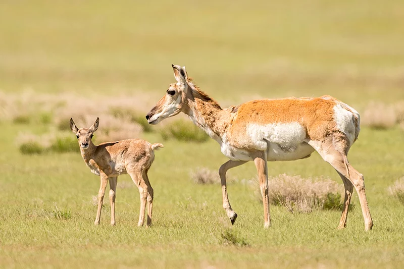 The fastest land mammal in North America, the pronghorn antelope thrives on the short-grass prairie landscape of eastern Colorado. Photo by Dawn Wilson, UCHealth.