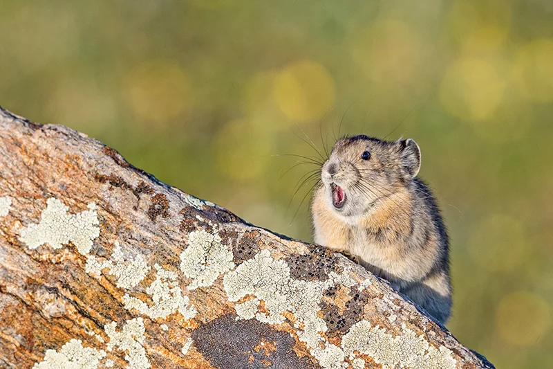 Most people will hear the American pika giving out its high-pitched "meep" before they see this adorable little mammal in Colorado's high country. A wide aperture creates a shallow depth of field, which keeps the foreground sharp while softening everything behind it. Photo by Dawn Wilson, UCHealth.