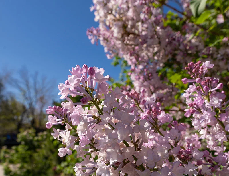 Los arbustos de lilas florecen en deslumbrantes tonos de púrpura en el Denver Botanic Gardens cada primavera. Pasee por los jardines y disfrute del aroma de estos arbustos emblemáticos de la primavera. Foto cortesía del Denver Botanic Gardens.