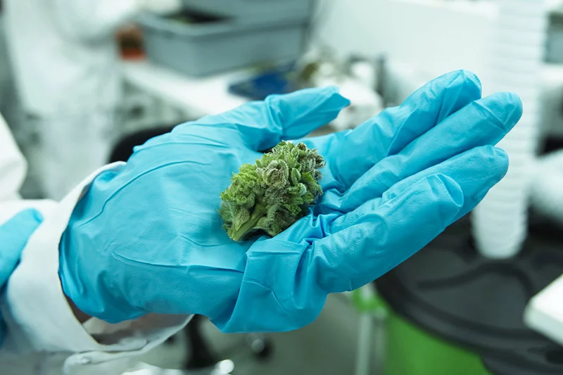 The marijuana industry says cannabis can help all sorts of health problems. Medical science is playing catch-up, and it’s not easy. Photo: Getty Images.