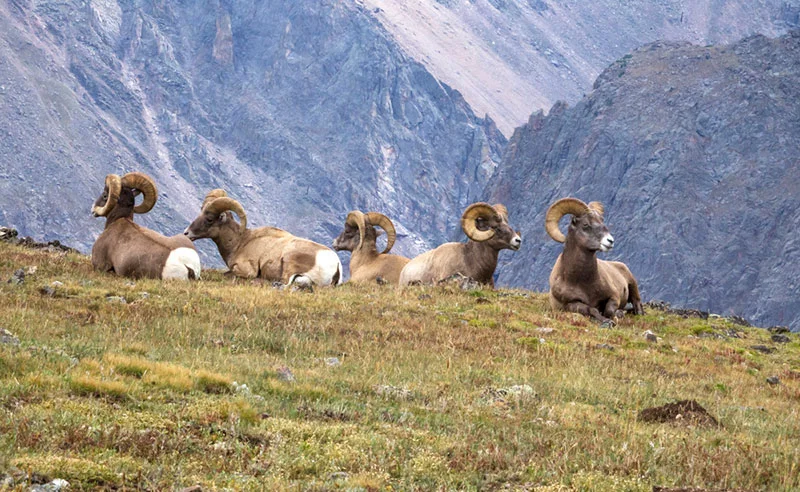 El borrego cimarrón de las Montañas Rocosas es el animal estatal de Colorado. Aquí, algunos borregos cimarrones descansan en Trail Ridge Road, la famosa carretera que lleva a los conductores de este a oeste a través del Parque Nacional de las Montañas Rocosas. Fotografía cortesía del Servicio de Parques Nacionales.