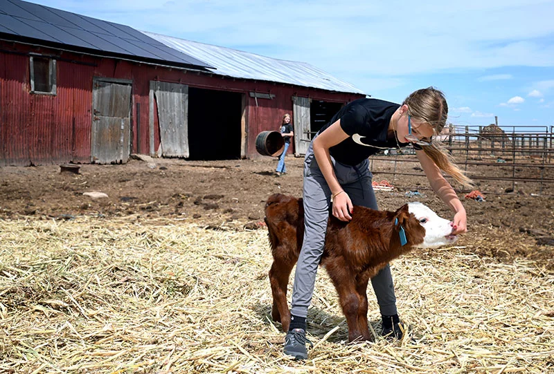 Hadlee allows a new calf to suckle her hand. Jade expects their cows and heifers to deliver more than 45 calves this spring. Photo by Sonya Doctorian.