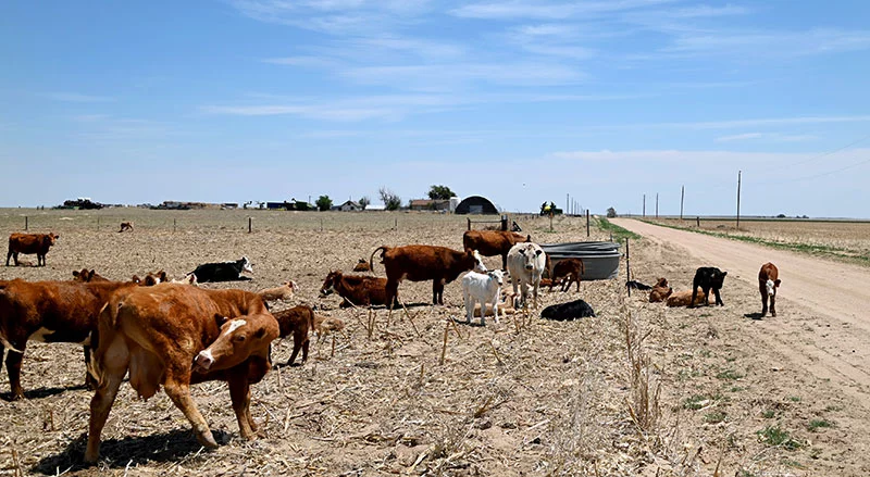 Spring calves briefly stray onto the county road not far from where Jade and Branden live outside of Eads in southestern Colorado. Photo by Sonya Doctorian.