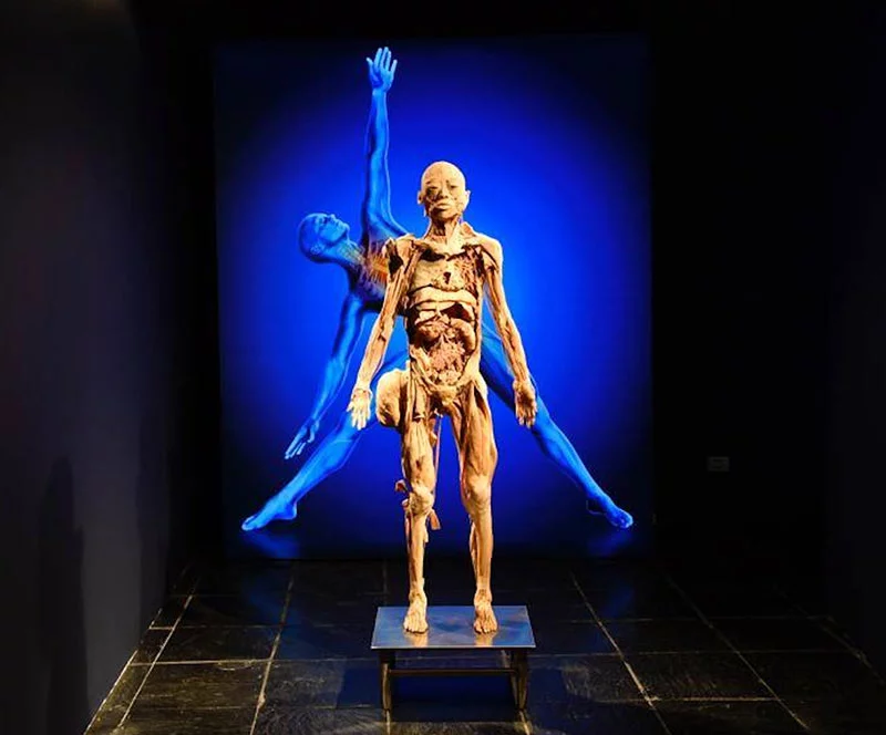 Examine how the body functions, what it is made of and how its systems work together in a journey of galleries focused on key biological systems during this exhibition that runs through June in Denver. Photo courtesy of Bodies Tour.