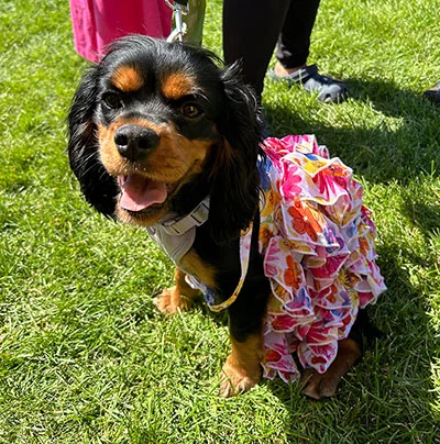 A participant in the Doggy Fashion Show during the Denver Dog Fair, held this year in June. Photo courtesy of the Denver Dog Fair.