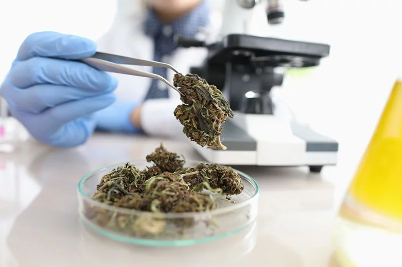 Federal officials are reconsidering marijuana’s classification, a shift that could affect research and access to medical marijuana treatments. Photo: Getty Images.