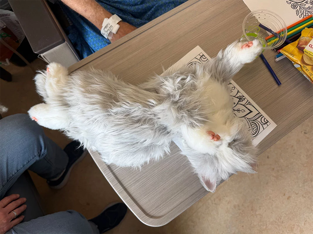 The robotic cat purrs, meows, closes its eyes, lifts its paws and even rolls over on its back for belly rubs. Photo by Todd Neff, for UCHealth.