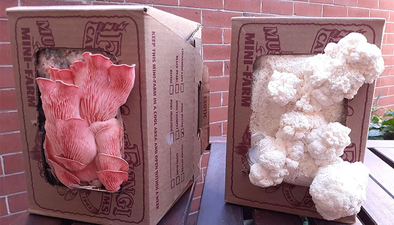 Pink oyster mushrooms, left, and lion’s mane mushrooms, right, in full bloom from grow kits at home. Photo by Bill St. John, for UCHealth