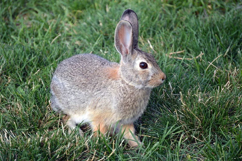 Cottontail rabbits are among several small mammals in Colorado that can carry tularemia, also known as “rabbit fever.” Photo by S. Smith, National Park Service.