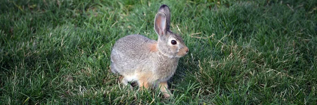 UCHealth Today - Tularemia in Colorado: Dead rabbit case highlights rare but serious ‘rabbit fever’.