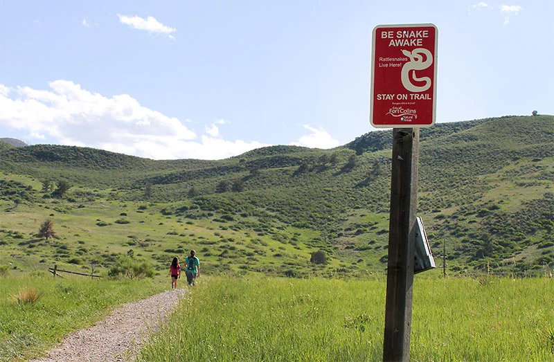 Rattlesnakes are common along foothills and open-space trails west of Fort Collins, including areas around Horsetooth Reservoir and Reservoir Ridge. These environments — rocky outcrops, sunny slopes and dry grasslands — are ideal habitat for snakes. Hikers need to be very cautious, especially in the spring and summer when snakes frequently sun themselves on trails. Photo by Joel Blocker, for UCHealth.