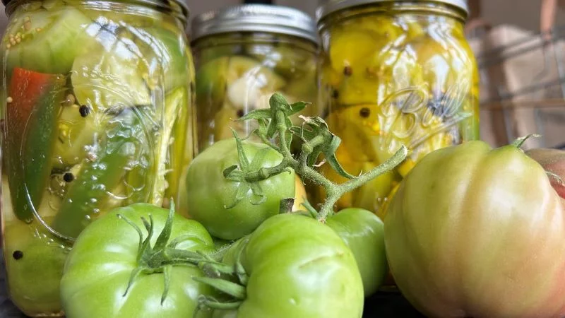 Nearly all recipes in Western cooking for pickled vegetables, such as thee quick-pickled green tomatoes, call for some flavoring from mustard seeds. Photo by Bill St. John, for UCHealth