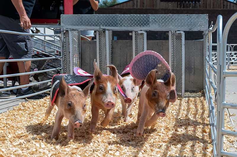 Racing pigs. Livestock events and exhibits are a Colorado State Fair favorite.
