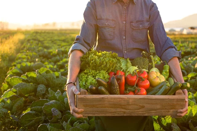El control de calidad de los alimentos es esencial para garantizar su seguridad. De igual manera, el almacenamiento, procesamiento y formas de preparar los alimentos, influyen en su calidad. Foto: Getty Images.
