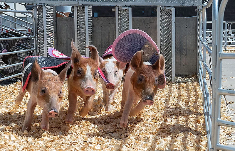 Racing pigs sprint out of the gate during one of the Colorado State Fair's popular attractions.