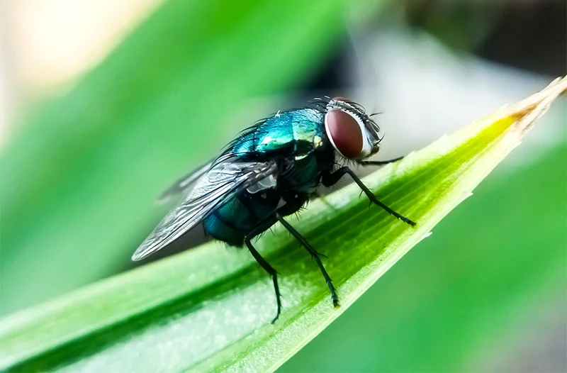 A New World screwworm. The screwworm was considered eradicated in the U.S. in 1966. Recent infections in livestock in Texas and New Mexico have raised concerns about its spread. Photo: Getty Images.