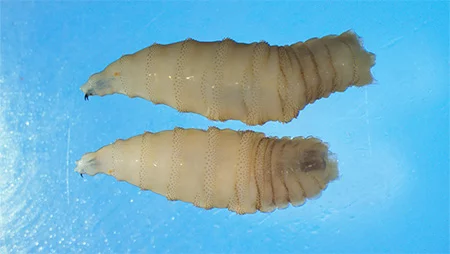 Screwworm larvae are named for their resemblance to screws. Unlike typical flies or maggots that feed on dead tissue, screwworm larvae eat healthy, living flesh. Photo courtesy of the U.S. Centers for Disease Control and Prevention.