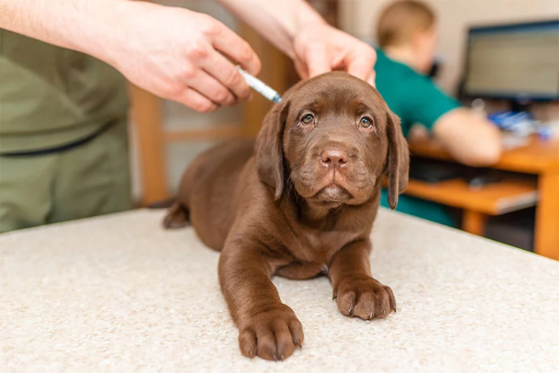 Puppy getting a rabies vaccination. Keeping your pet's rabies vaccine up to date protects both pets and people. After a rabies exposure, unvaccinated pets may face strict quarantine requirements or euthanasia, while vaccinated pets may need only a booster shot and monitoring. Photo: Getty Images.