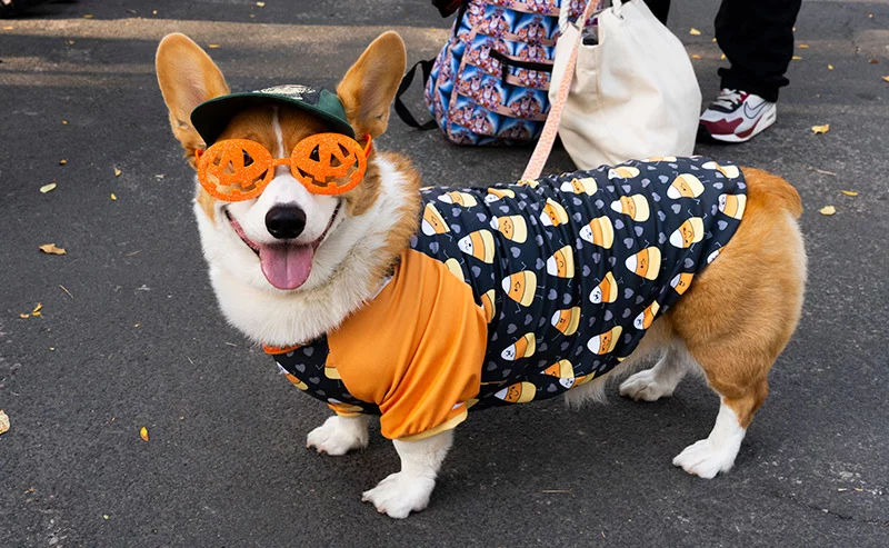 Fort Collins' Tour De Corgi started in 2014 and continues to attract hundreds of participants. Mike Berry, courtesy of Tour De Corgi.
